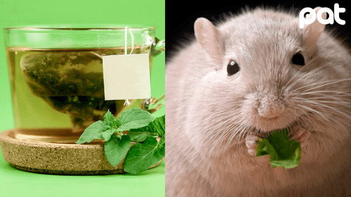 El Té Verde mejora sensibilidad a la glucosa en ratones obesos