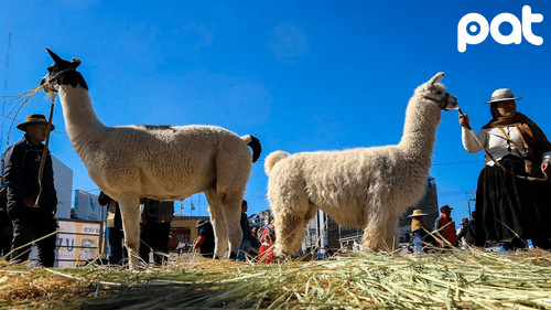 Bolivia envía protocolos sanitarios para exportar charque de llama a EEUU