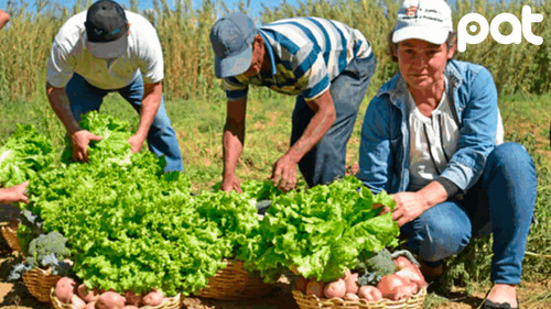 Producción agrícola boliviana crece históricamente 20% en campaña 2024-2025