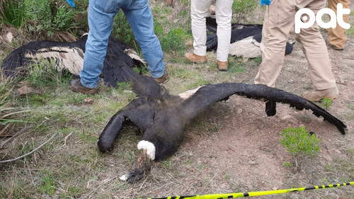 Hallan cuatro cóndores muertos por presunto envenenamiento en Cochabamba