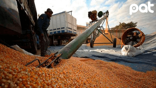 Emapa garantiza entrega normal de maíz al sector pecuario boliviano