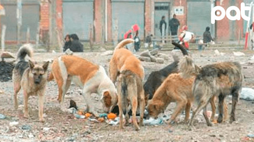 Mascotas aumentan: ahora hay una por cada dos personas en La Paz